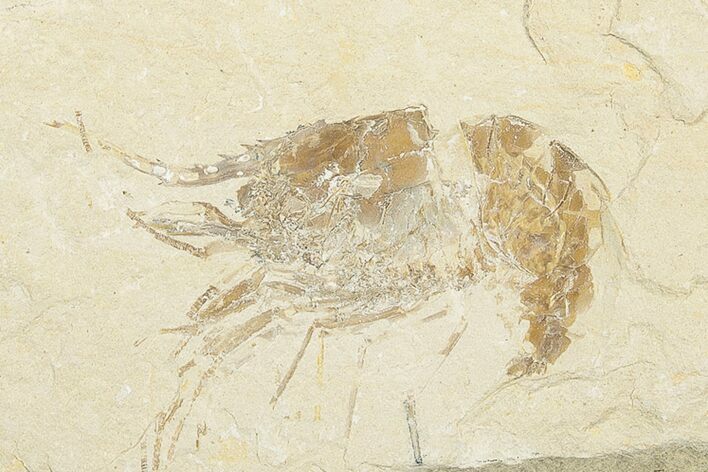 Cretaceous Fossil Shrimp - Lebanon (Back in Stock) - Photo 1